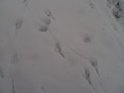 Výprava do zimního lesa